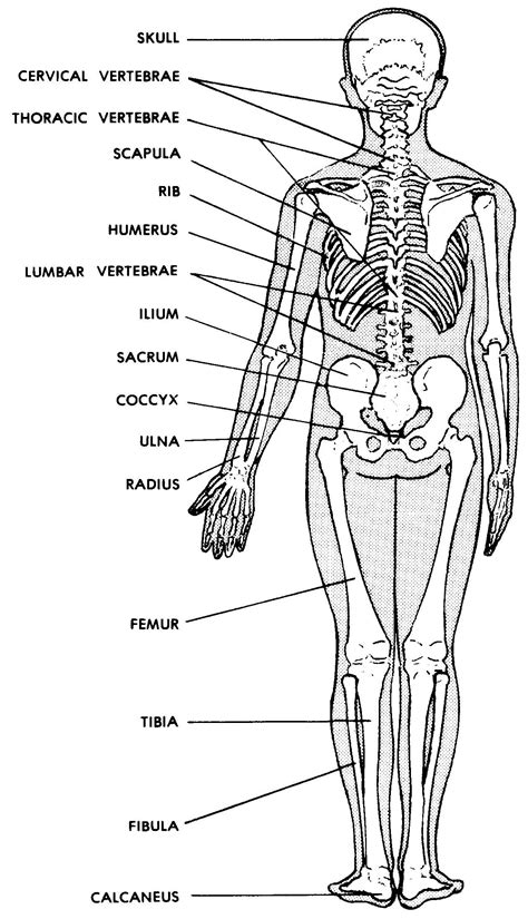 Labeling Bones Of The Body