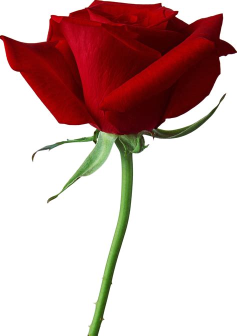 Rose Png Flower Images Free Download