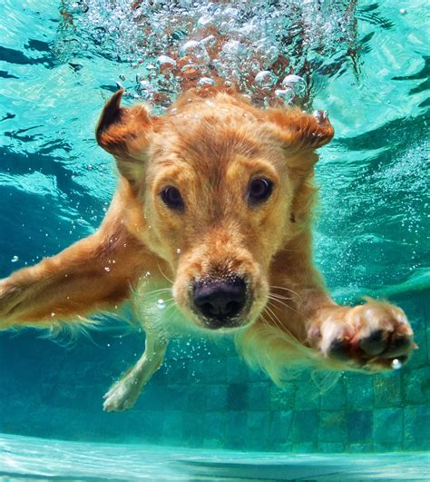 Underwaterfunnyphotoofgoldenlabradorretrieverpuppyinswimming