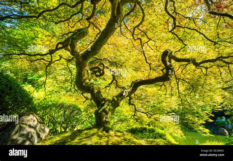 Amazing Green Japanese Maple Tree Nature Garden Stock Photo Alamy
