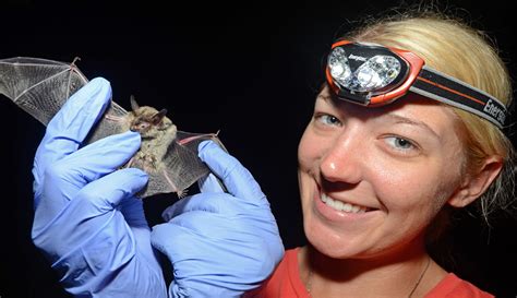 The Northern Long Eared Bat Is Now A Federally Endangered Species