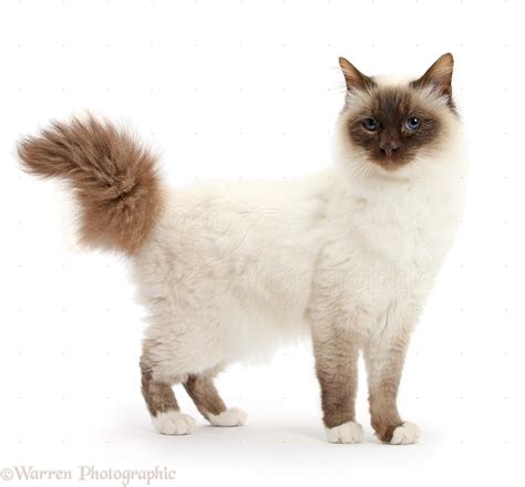 I basically found this cat at a gas station. who is standing next to commissioner gordon at gambling ...