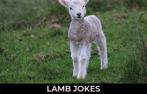 134 Lamb Jokes And Funny Puns Jokojokes