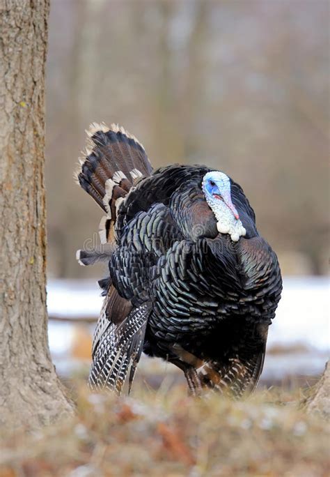 Turkey Cock Stock Image Image Of Beauty Descriptive 22739243