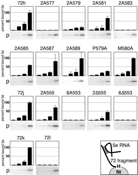 5e Srp Rna Binding Activities Of Mutated Srp72 Fragments For Each