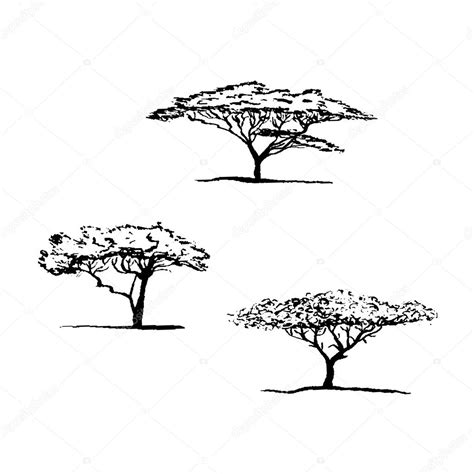 Vector Silhouette Of Acacia Tree African Tree Set Stock Illustration