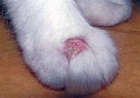 Ringworm Causes Dry Itchy Skin Catwatch Newsletter