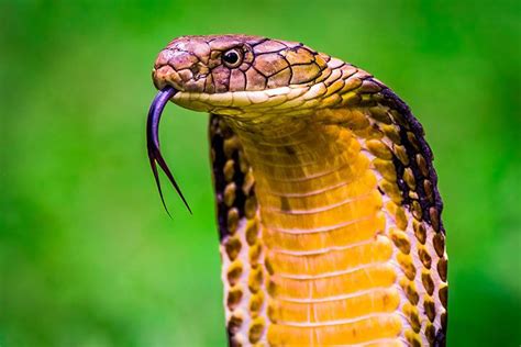 The Most Dangerous Venomous Snakes Asia