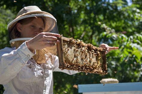 Get To Know The Beekeeping Scene At The Philly Honey Festival Whyy