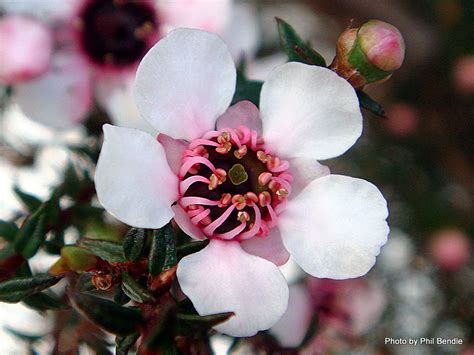 Native plants of new zealand flowers, shrubs, and trees. T.E.R:R.A.I.N - Taranaki Educational Resource: Research ...