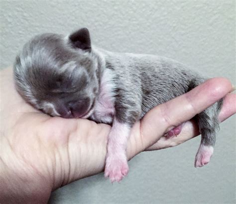 59 Chihuahua Newborn Puppies Pictures Image Bleumoonproductions