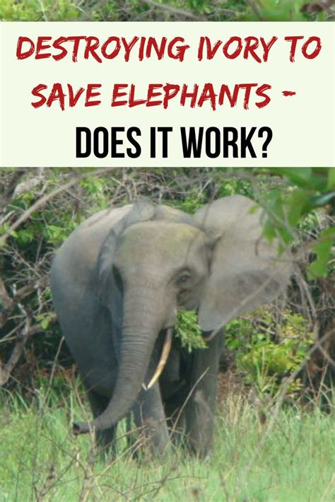 Why Destroy Ivory A Closer Look At Saving Elephants
