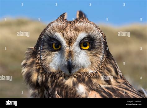 Short Eared Owl Asio Flammeus Captive Holy Island Northumberland