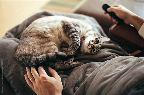 Pooch perfect, the dog grooming competition series, premieres on march 30 on abc. Lynx point Siamese cat curled up on her male owner's lap - looking up at him by Carolyn ...