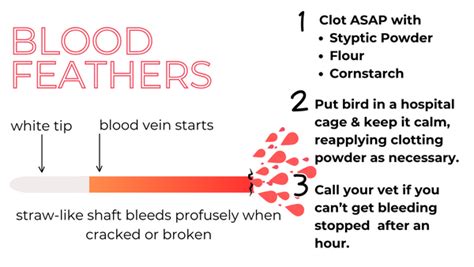 What To Do About A Broken Blood Feather