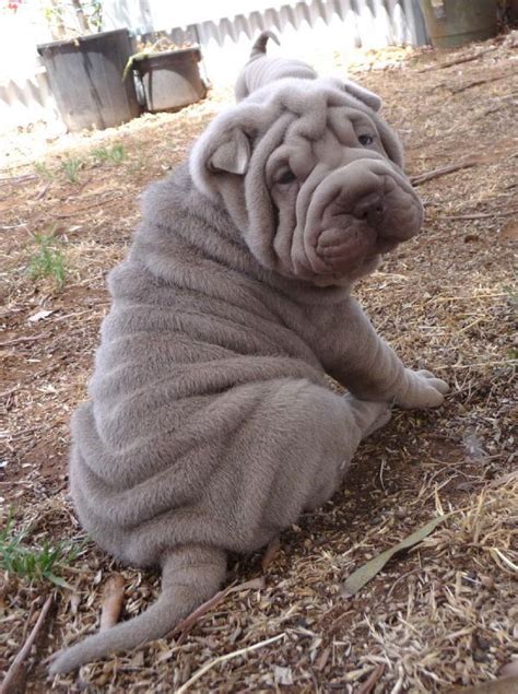 Lilac Shar Pei Puppy Shar Pei Puppies Wrinkly Dog Chinese Shar Pei