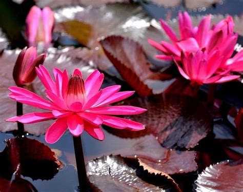 Red Flare Waterlily Nymphaea Rubra Tropical Perennial Etsy