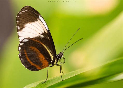 Heliconius Cydno Flying Flowers Moth Butterfly