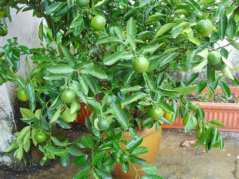 Cara tanam limau kasturi mudah cepat how to grow lime seeds fast 100 workings. Gt Mustang Enterprise: TANAMAN (POKOK HIASAN DAN BUAH-BUAHAN)