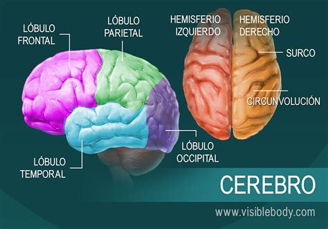 El Encéfalo De Los Seres Humanos Anatomía Y Función