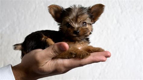 5 Dogs That Stay Small Their Entire Lives