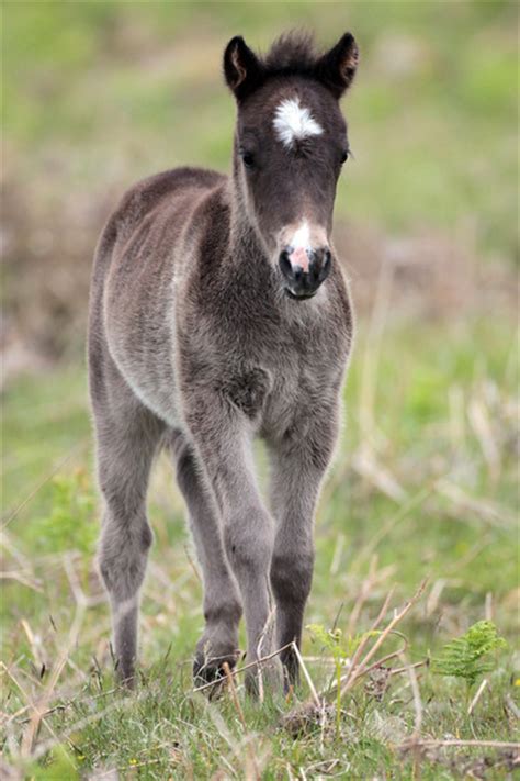 dartmoor pony info origin history pictures