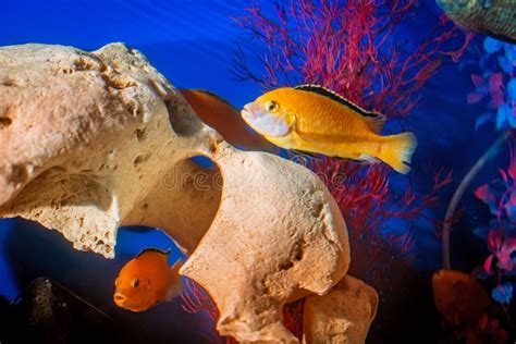 Golden Bright Aquarium Fish Swim Against Background Of Corals And Algae