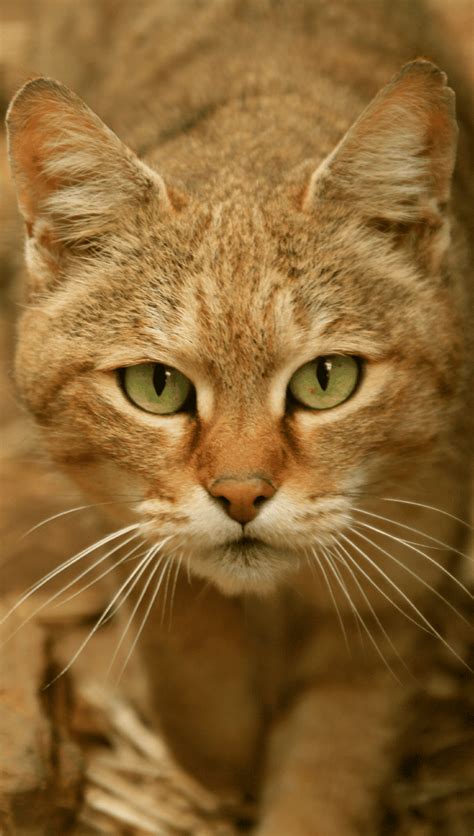 43 Best Images Wild Cat Names Wild Cats List With Pictures And Facts