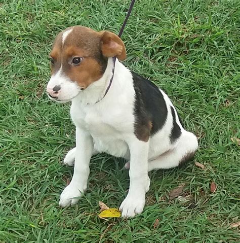Borador Dog For Adoption In Sanford Fl Adn 483826 On