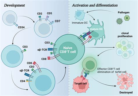 Frontiers Landscapes And Mechanisms Of CD T Cell Exhaustion In Gastrointestinal Cancer