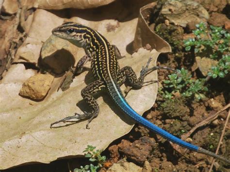 lagartija terrestre de cola azul anfibios y reptiles del corredor mashpi cotacachi cayapas