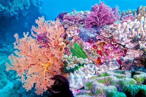 21 Fast Coral Reef Facts Icran