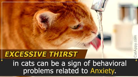 Others tell of cats succumbing to an illness in a matter of hours. Excessive Thirst in Cats - Cat Appy