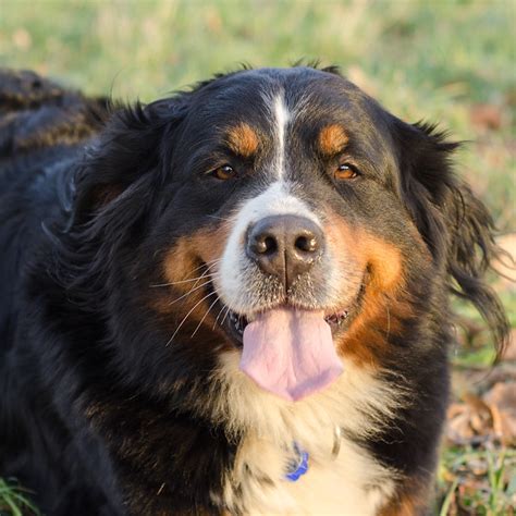 Bernese Mountain Dog Pictures And Informations Dog