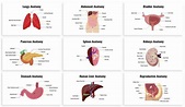 Biology - Human Organs | Slide Factory