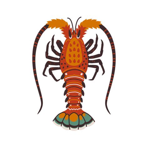 Lobster Tail Illustrations Royalty Free Vector Graphics And Clip Art