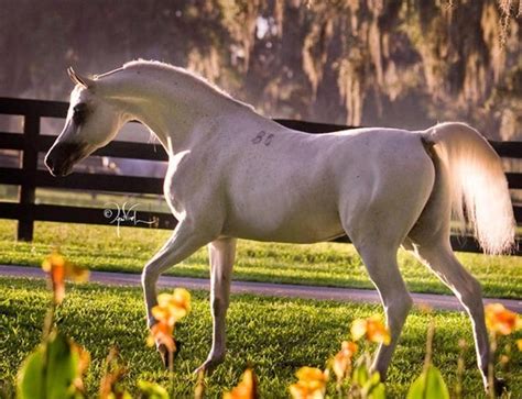 I publish it here no. Om El Arab International :: Arabian Horses, Stallions ...