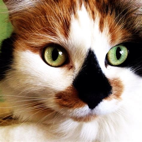 15 Examples Of Cats With Unique And Adorable Markings