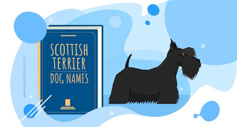 100 Most Popular Scottish Terrier Dog Names Of 2021