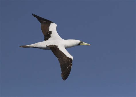 Division of Forestry and Wildlife Wildlife Program ʻĀ Masked Booby