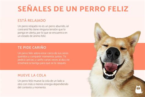 10 SeÑales De Que Tu Perro Es Feliz ¡descubre Cómo Saber Si Tu Perro