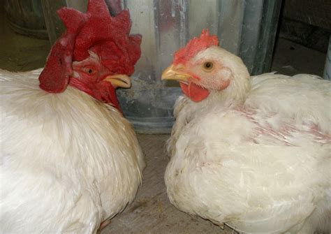 Remembering The Rescue Chickens Of Katrina Farm Sanctuary Blog