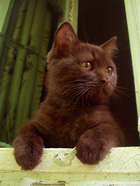 Brown Kitten ️ ️ ️ ️ Pretty Cats Kittens Cutest Cats