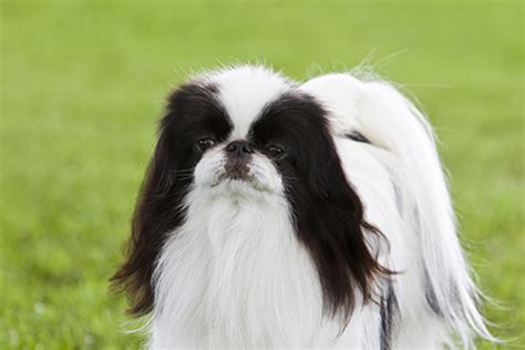Japanese Chin Breeds A To Z The Kennel Club