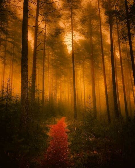 Pin By Rebecca Chargin On Beautiful Forests Beautiful Forest Forest