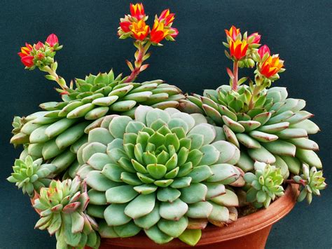 Echeveria Globulosa World Of Succulents