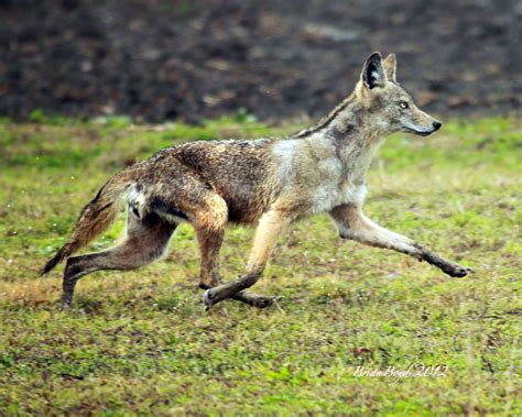 Wylie | Lake Waco Wildlife Connection