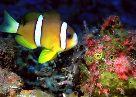 Frogfish Finds Nemo Scuba Diver Life
