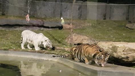 Rare White Tiger Eating With Bengal Tiger Beautiful Beasts Youtube