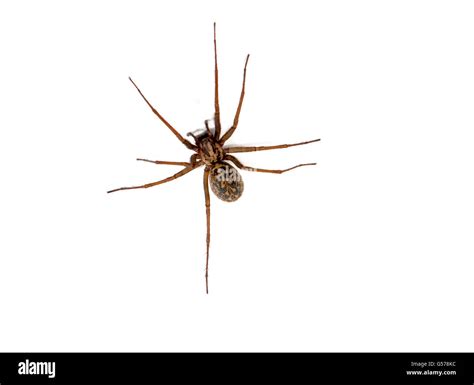Hobo Spider Eratigena Agrestis Against A White Background British
